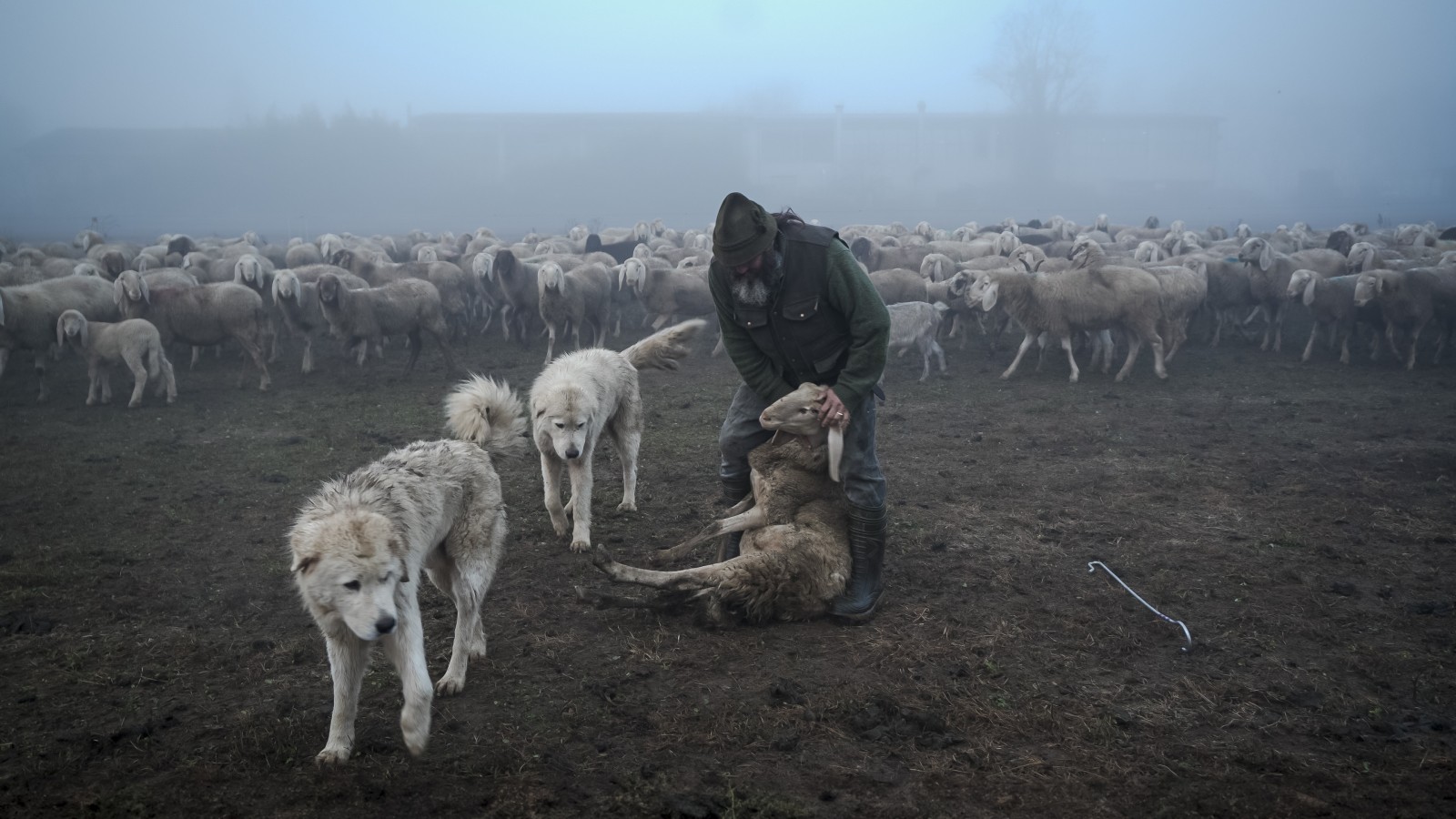 Lupi Nostri and Award Ceremony
